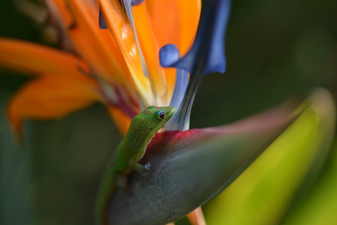 Creative Soul Scavenger Hunt( Hanapepe, Kauai) - What to Bring for a Smooth Hunt