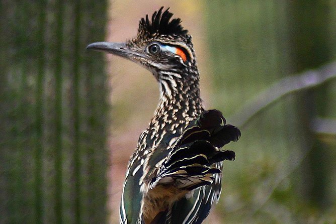 Creative Soul Scavenger Hunt(Sabino Canyon&Catalina Park,Tucson) - What the $35 price really covers