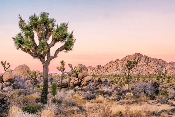 CreativeSoul ScavengerHunt(Hidden Valley,Joshua Tree)Remote Host - Key points to know before booking