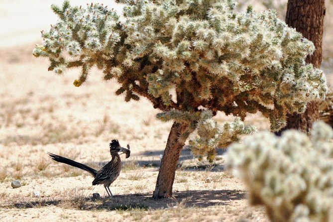 CreativeSoul ScavengerHunt(Hidden Valley,Joshua Tree)Remote Host - What the two-hour schedule feels like
