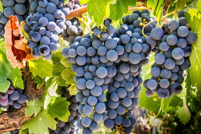 Paso Robles Scavenger Hunt Adventure - A city walk with a playful purpose
