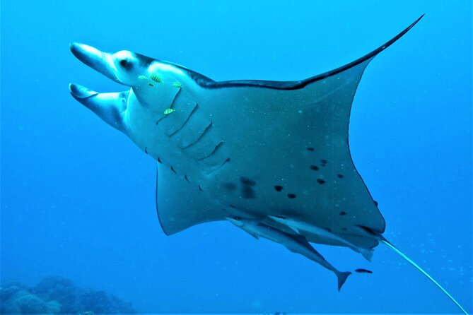 Private 4 Hours Reef Discovery Luxury Private Treasure Hunt in Bora Bora - Is $1,068.76 good value?