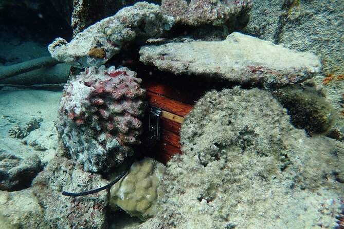 Private 4 Hours Reef Discovery Luxury Private Treasure Hunt in Bora Bora - Meeting the lagoon’s rays and reef fish