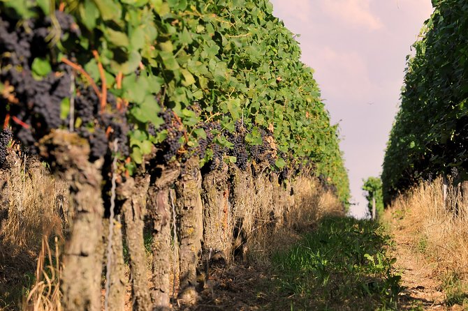 Private: Outdoor Escape Game Tuniberg: Eduardo & the Wine Secret - A wine mystery among Freiburg’s Tuniberg vineyards