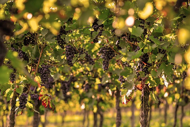 Private: Outdoor Escape Game Tuniberg: Eduardo & the Wine Secret - Why the outdoor format works