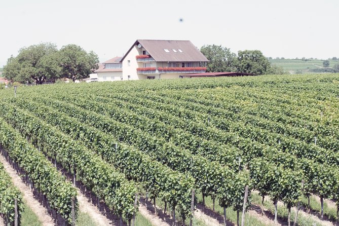 Private: Outdoor Escape Game Tuniberg: Eduardo & the Wine Secret - Practical planning for your two hours